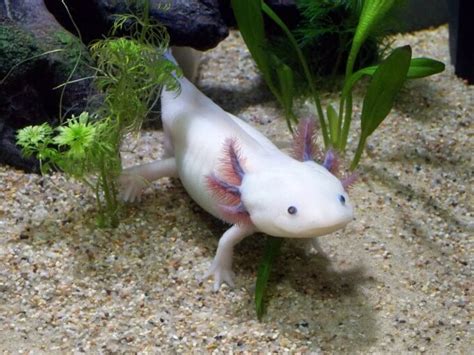 Axolotl Care 101: Tank Setup, Food, Lifespan & !.